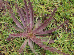 Cirsium horridulum