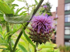 Cynara cardunculus
