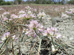 Allium fimbriatum purdyi