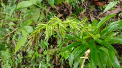 Tillandsia guatemalensis
