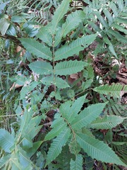 Pometia pinnata