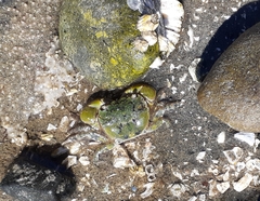 Hemigrapsus oregonensis