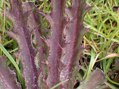 Cirsium horridulum