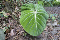 Philodendron gloriosum