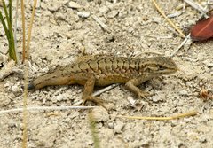 Liolaemus moradoensis