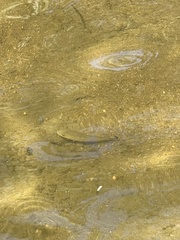 Micropterus dolomieu