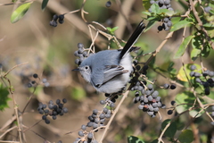 Polioptila dumicola