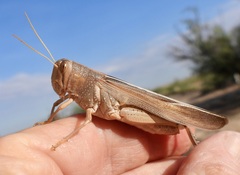 Schistocerca lineata