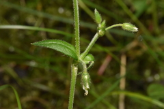 Cerastium