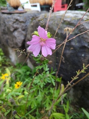 Malva alcea