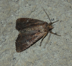 Apamea aquila