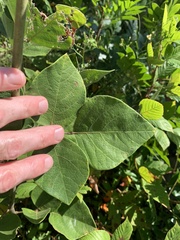 Desmodium viridiflorum