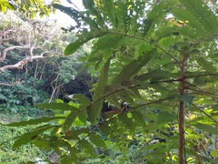 Pometia pinnata