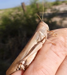 Schistocerca lineata