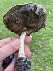 Agaricus