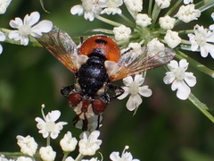 Gymnosoma