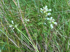 Pedicularis lanceolata