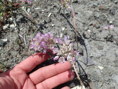 Allium fimbriatum purdyi