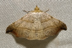 Laspeyria flexula