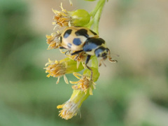 Ceratomegilla notata