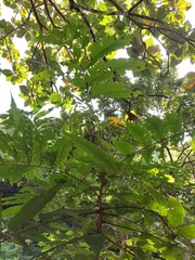 Pometia pinnata
