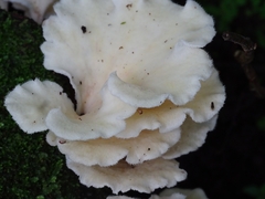 Favolus brasiliensis