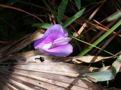 Centrosema virginianum