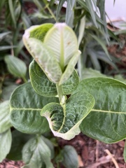 Asclepias syriaca