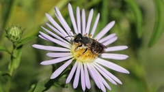 Megachile
