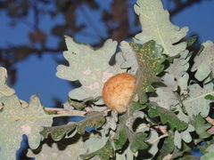 Andricus theophrasteus