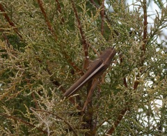 Schistocerca lineata