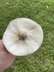 Agaricus