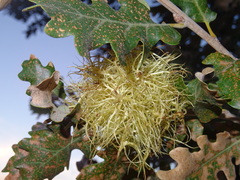 Andricus caputmedusae