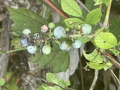 Vitis aestivalis