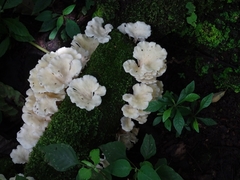 Favolus brasiliensis