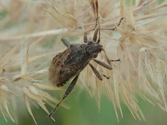 Stictopleurus punctatonervosus