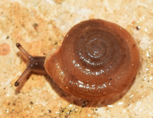 Caracollina lenticula