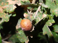 Andricus infectorius