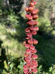 Pterospora andromedea