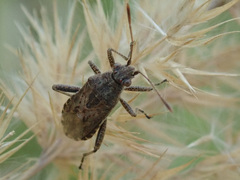 Stictopleurus punctatonervosus