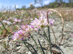 Allium fimbriatum purdyi