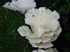 Favolus brasiliensis