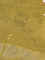 Hypentelium nigricans