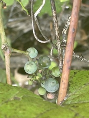 Vitis aestivalis