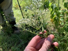 Eupatorium pilosum