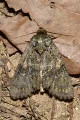 Craniophora ligustri