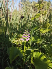 Physostegia angustifolia