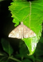 Hypena obsitalis