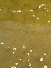 Hypentelium nigricans