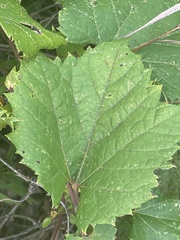 Vitis aestivalis